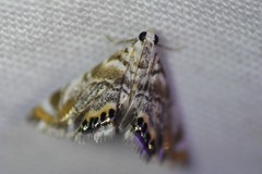 Eoparargyractis irroratalis