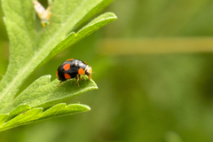 Brachiacantha ursina