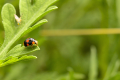 Brachiacantha ursina