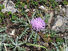 Jurinea humilis