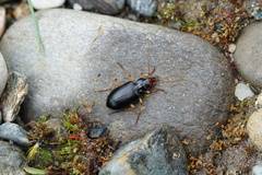 Nebria picicornis