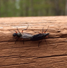 Bibio femoratus