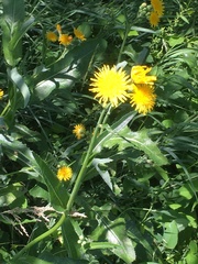 Sonchus arvensis uliginosus