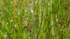 Argiope bruennichi