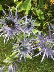 Eryngium alpinum