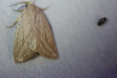 Amolita obliqua