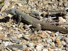 Aspidoscelis tigris tigris