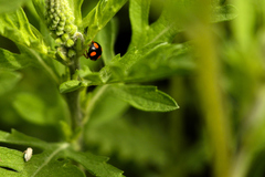 Brachiacantha ursina