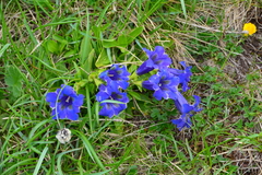 Gentiana acaulis