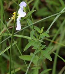 Rhexia mariana mariana