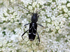Chlorophorus sartor
