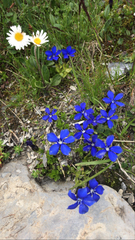 Gentiana bavarica