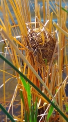 Cistothorus palustris