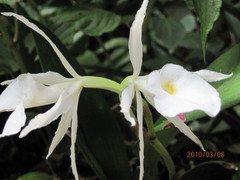 Trichopilia fragrans