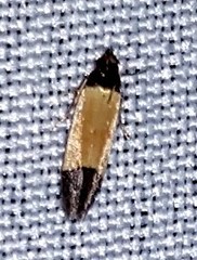 Anacampsis coverdalella