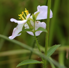 Rhexia mariana mariana