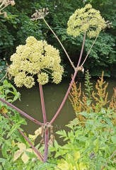 Angelica archangelica