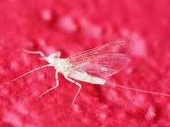 Maccaffertium modestum