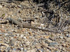 Aspidoscelis tigris tigris