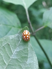 Halyzia sedecimguttata
