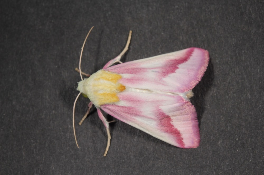 Clouded Crimson Moth