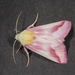Clouded Crimson Moth - Photo (c) Nathan Taylor, some rights reserved (CC BY-NC), uploaded by Nathan Taylor