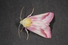 Clouded Crimson Moth - Photo (c) Nathan Taylor, some rights reserved (CC BY-NC), uploaded by Nathan Taylor