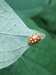 Halyzia sedecimguttata