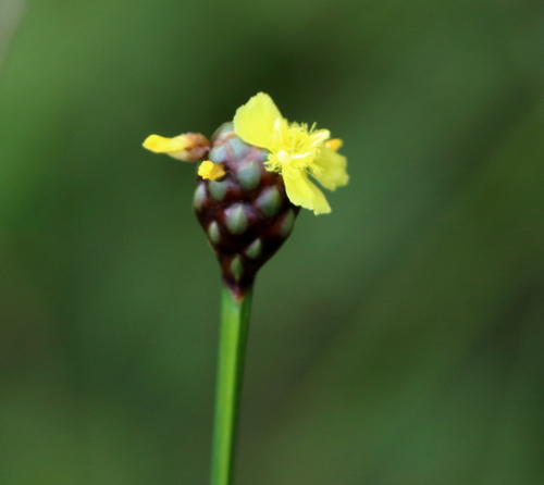 Image of Xyris laxifolia by (c) Lauren McLaurin, some rights reserved (CC BY)