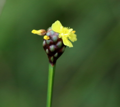 Xyris laxifolia iridifolia