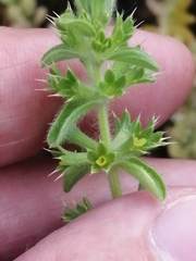 Sideritis montana