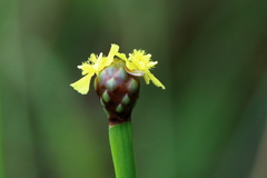 Xyris laxifolia iridifolia