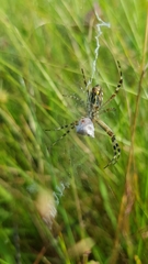 Argiope bruennichi