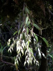 Trichosalpinx robledorum