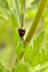 Brachiacantha ursina