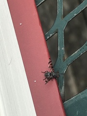 Pseudotephritina