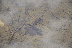 Triturus karelinii