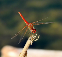 Sympetrum fonscolombii