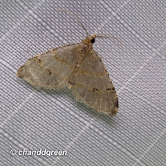 Chrioloba perpusilla