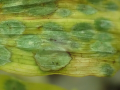Polygonatum pubescens
