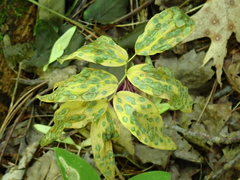 Polygonatum pubescens