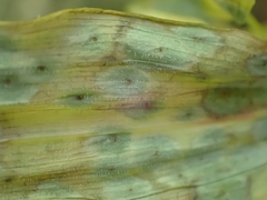 Polygonatum pubescens