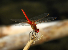 Sympetrum fonscolombii