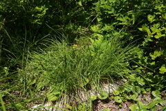Carex stylosa