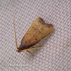 Phaulolechia tomentosa
