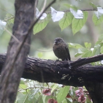 iNaturalist image