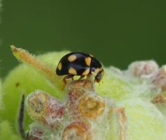 Brachiacantha uteella