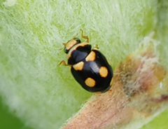 Brachiacantha uteella