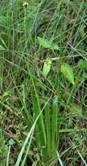 Xyris laxifolia iridifolia