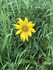 Wyethia amplexicaulis